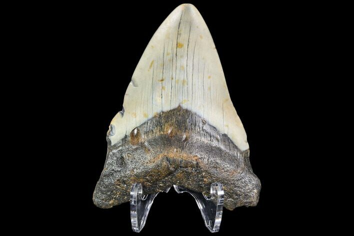 Fossil Megalodon Tooth - North Carolina #109009